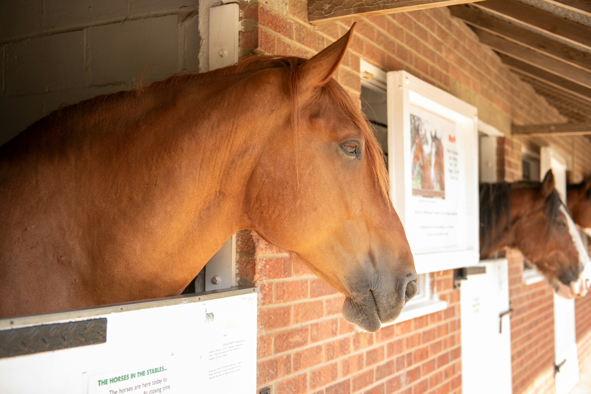 contrat vente cheval avocat droit équin Draguignan